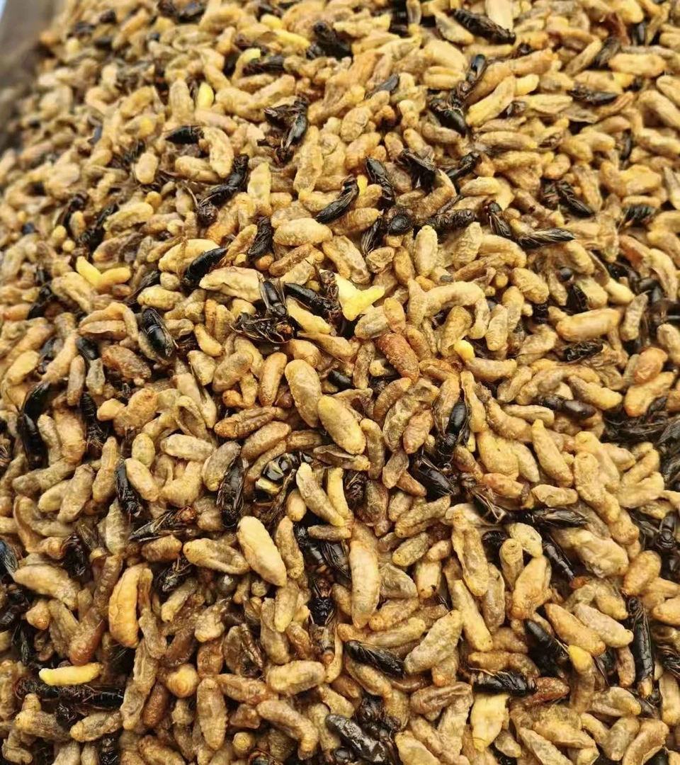 1【双十一福利嫩蜂】新鲜蜂蛹七里蜂树蜂纯菜籽油炸蜂蛹菜籽油345级