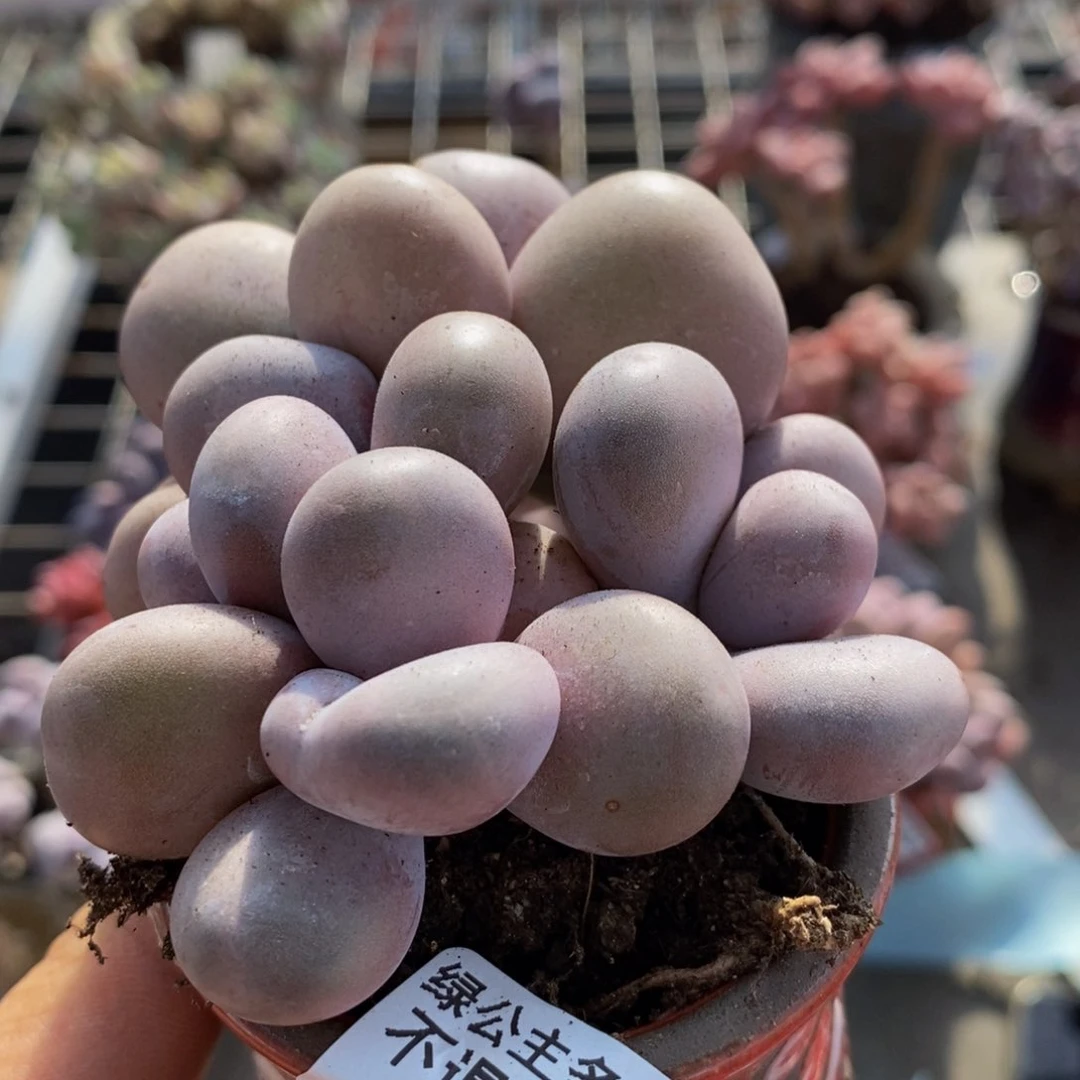 小*闹橙奶450/6cm有伤铽