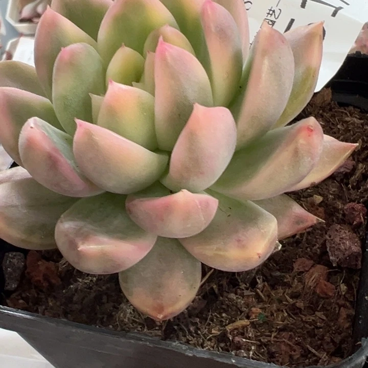 卡门锦多肉植物2517