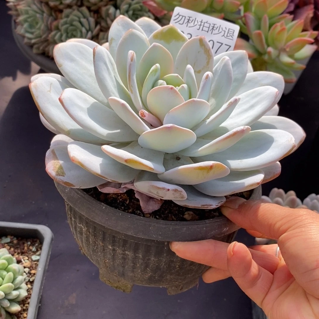 两单包邮1230-77雪莲