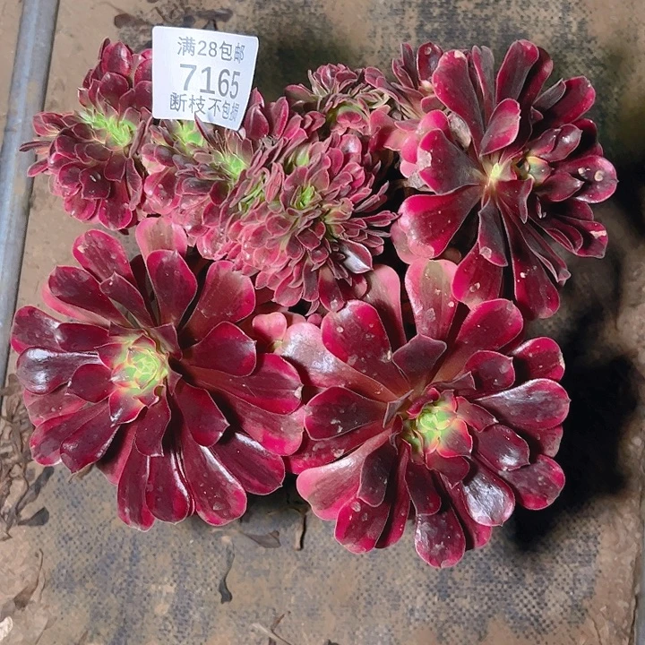 7165美杜莎缀多肉植物