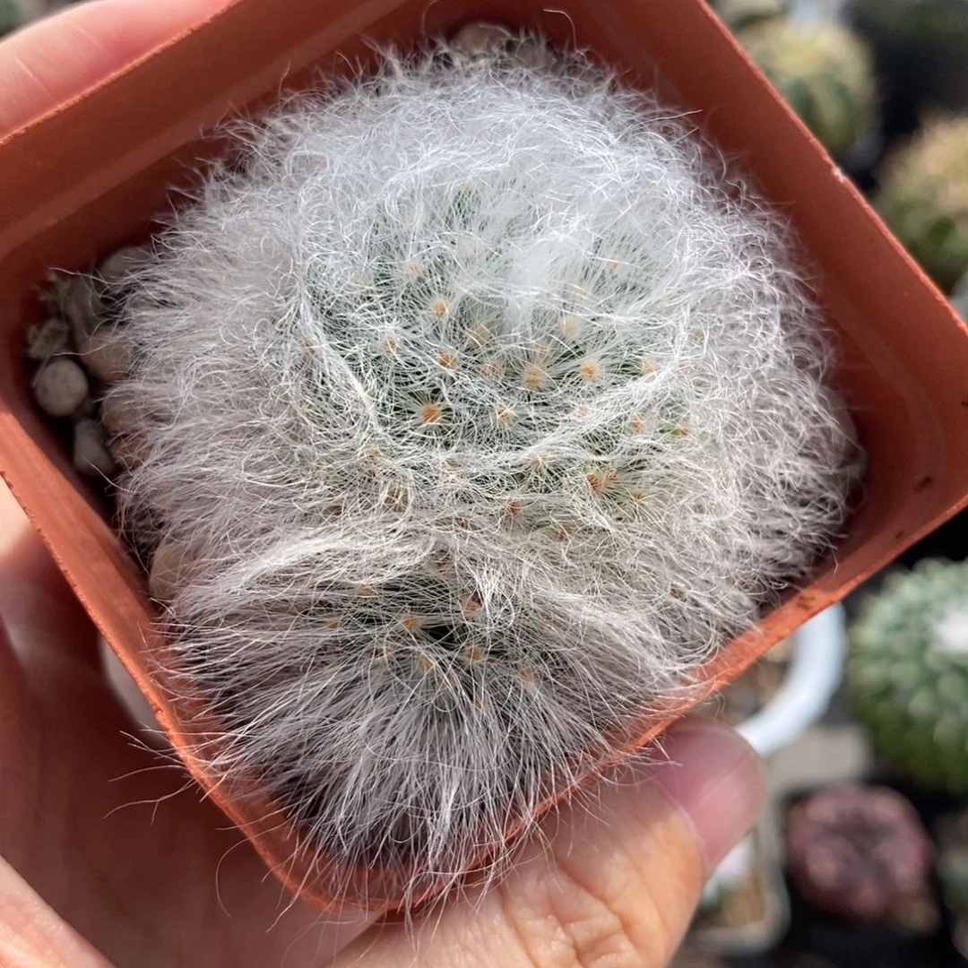 无刺丽光殿植播园艺