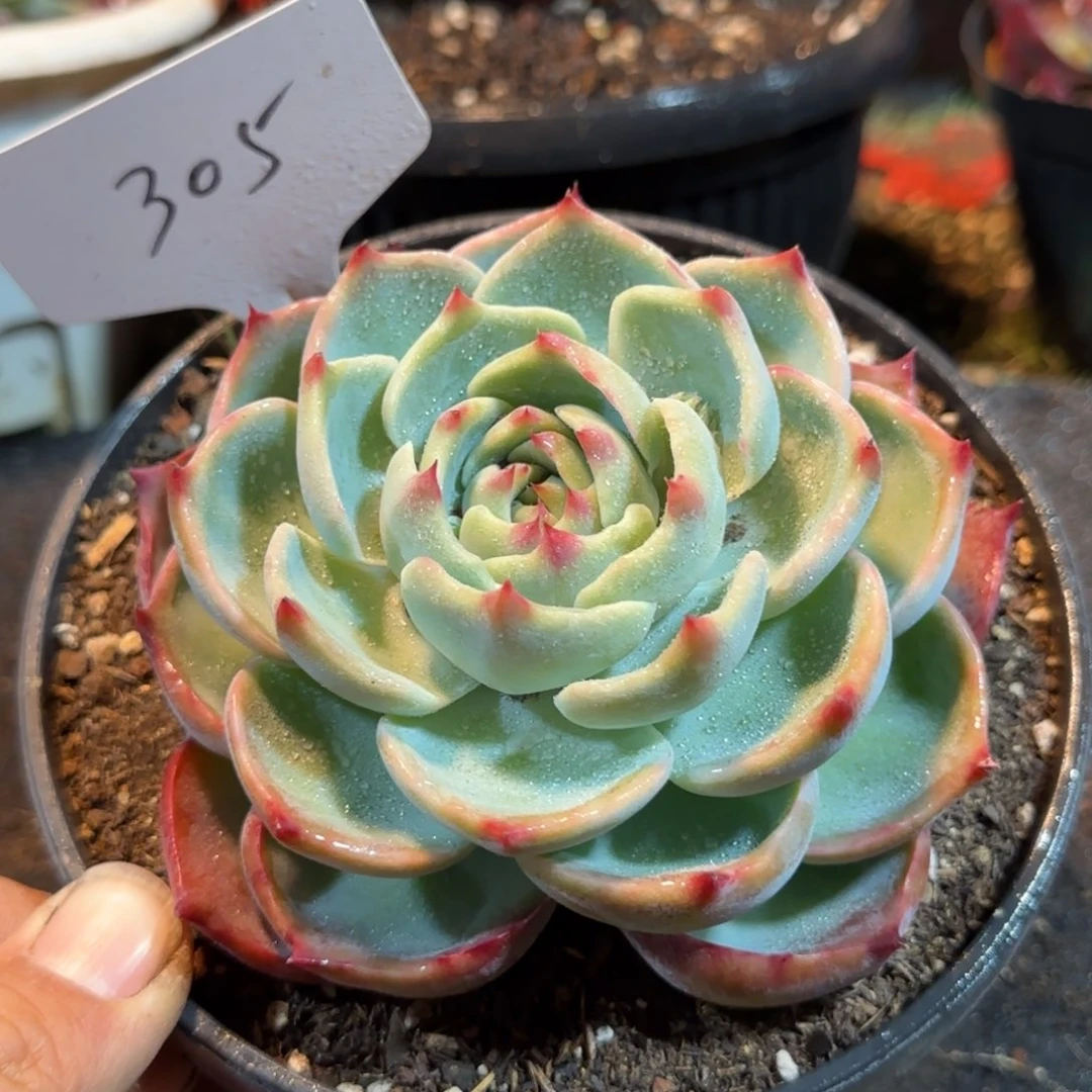 玫瑰惊鸿一物一拍包装收缩花旱305