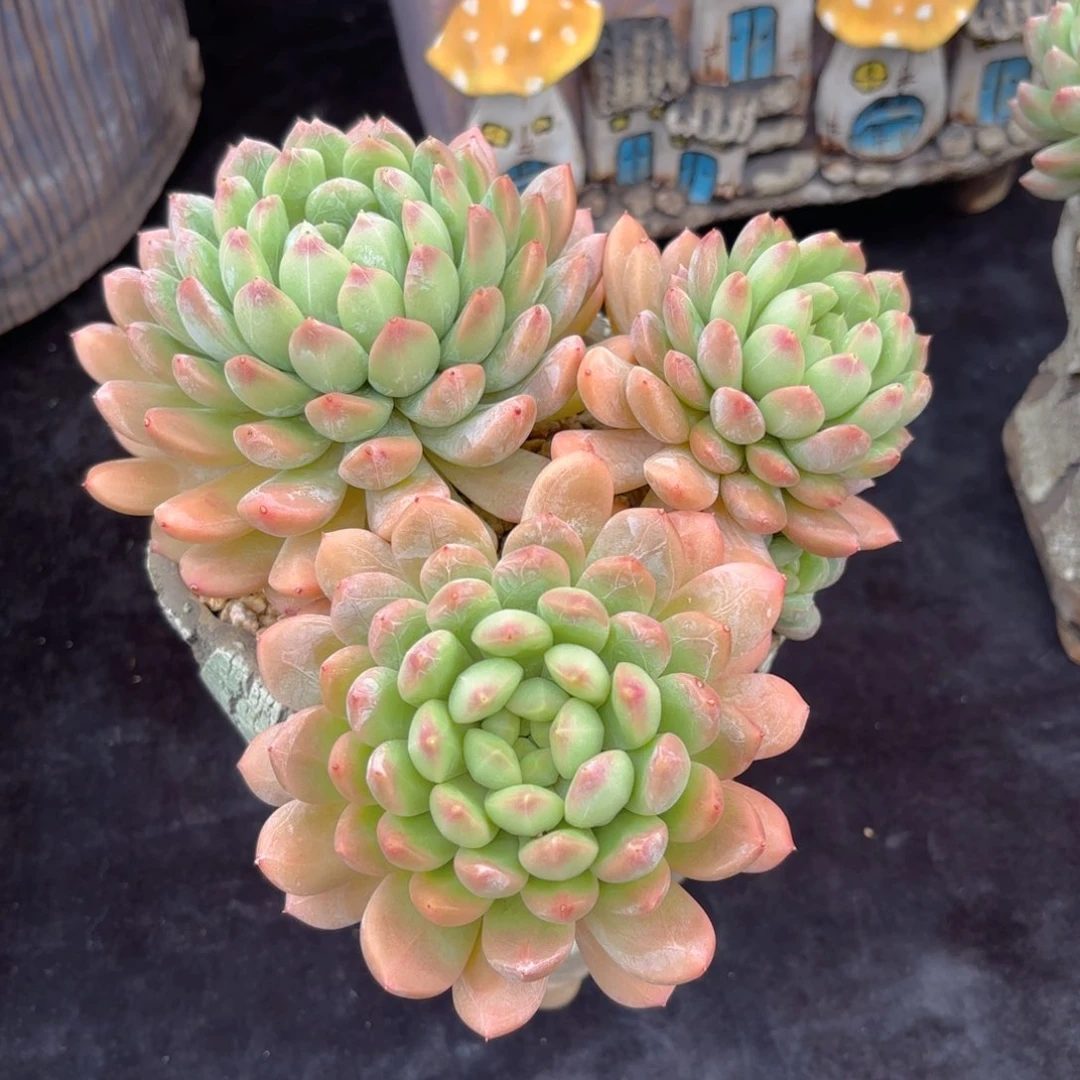 春*多肉植物脱土包邮