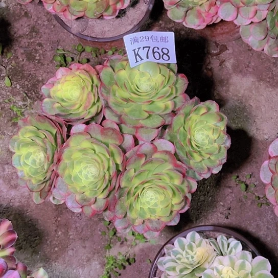 768奶白多肉植物