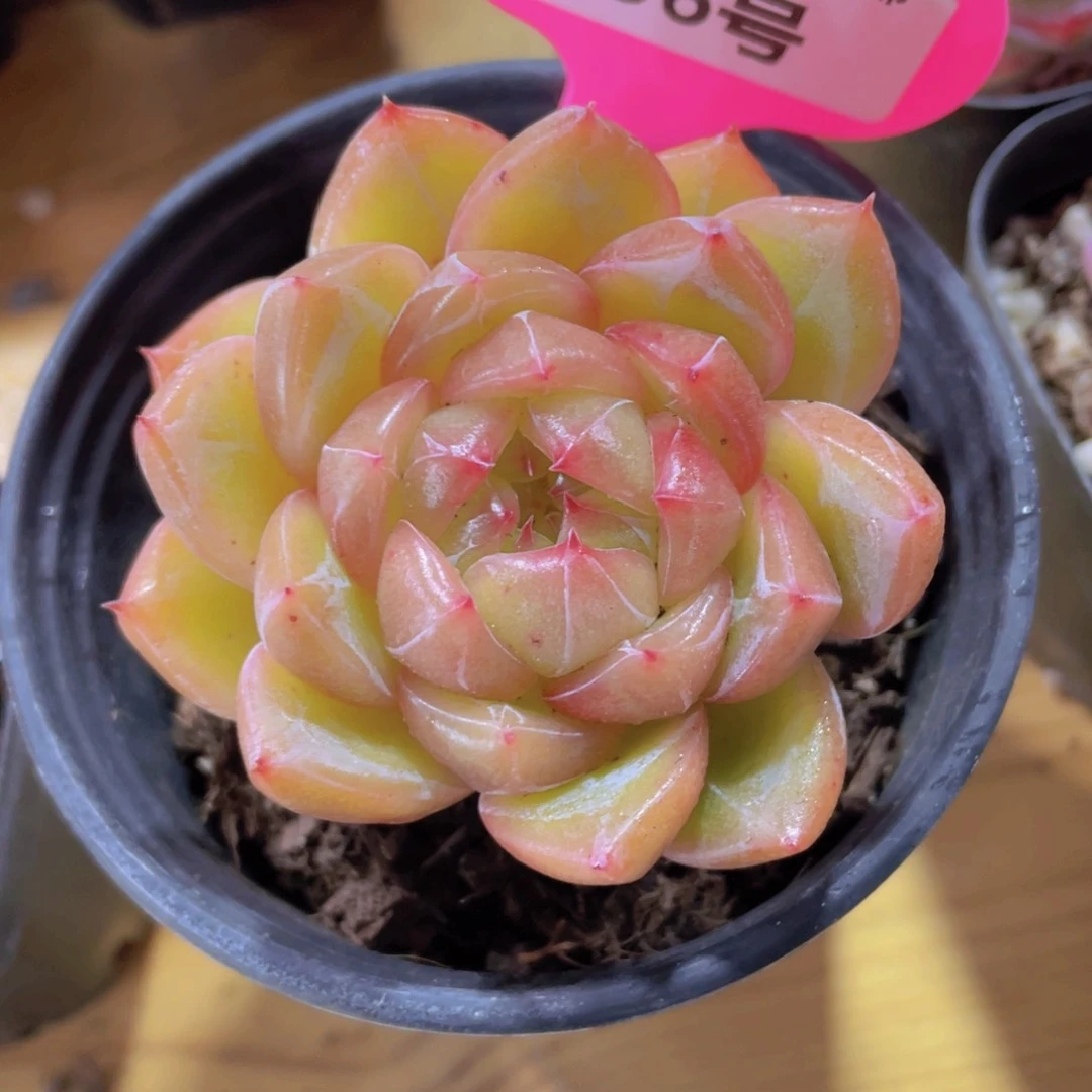 556号 老桩精品海洋之心