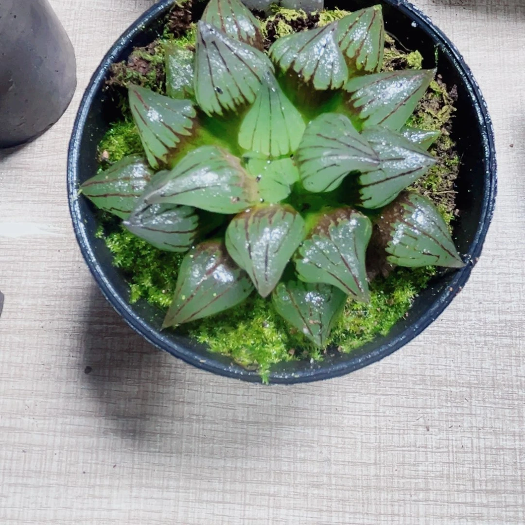 西瓜寿多肉植物6666