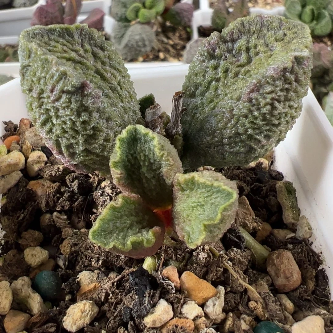 实生新品多头纯木质桩多肉植物