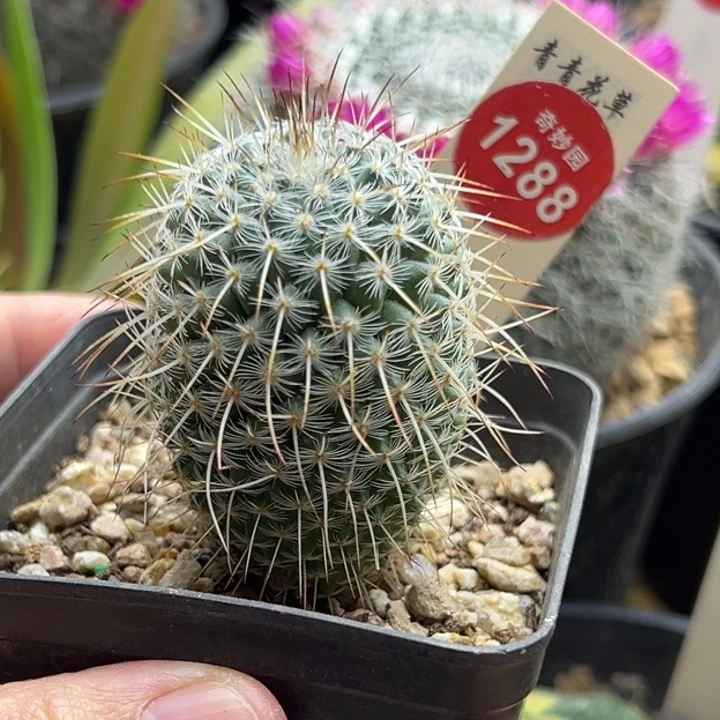 实生特选长刺白王丸3.7cm