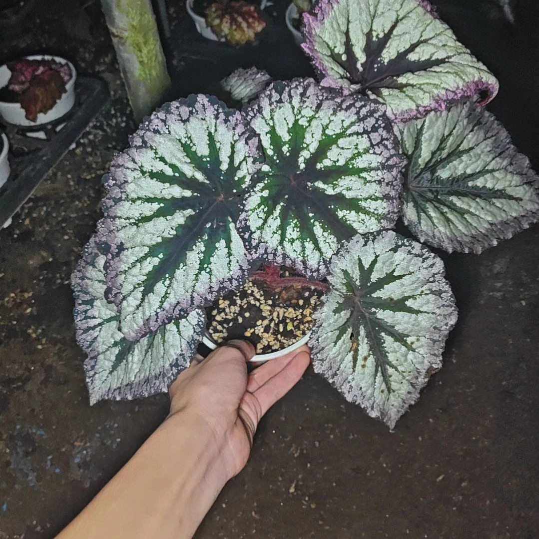 焰火秋海棠一物一拍