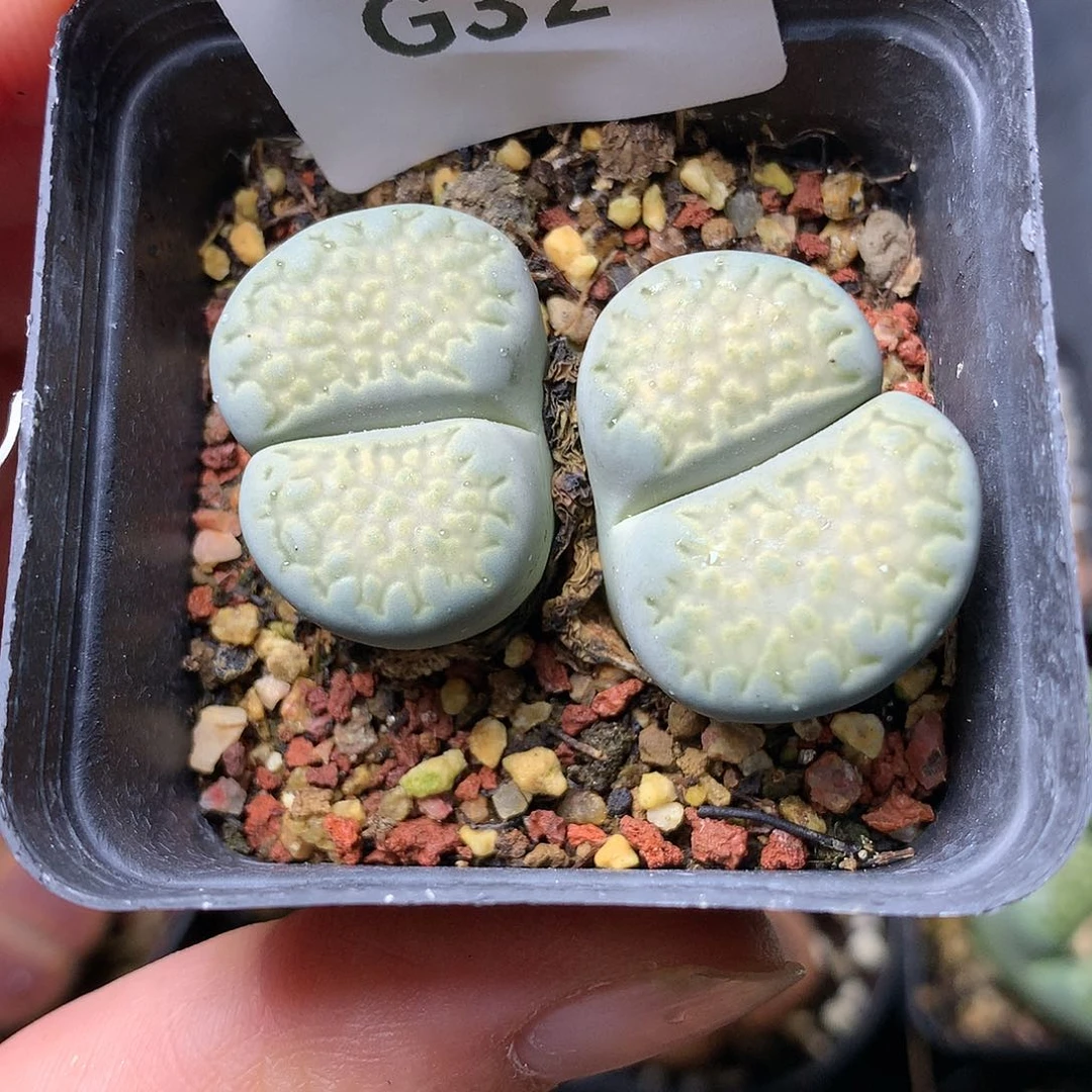 G32多肉植物保护研究所