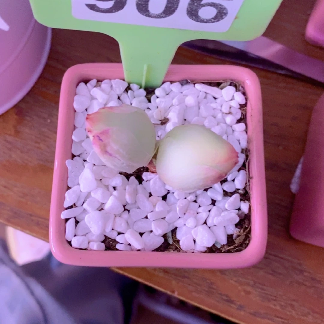 无花朵珍**茶906山地玫瑰一物一拍