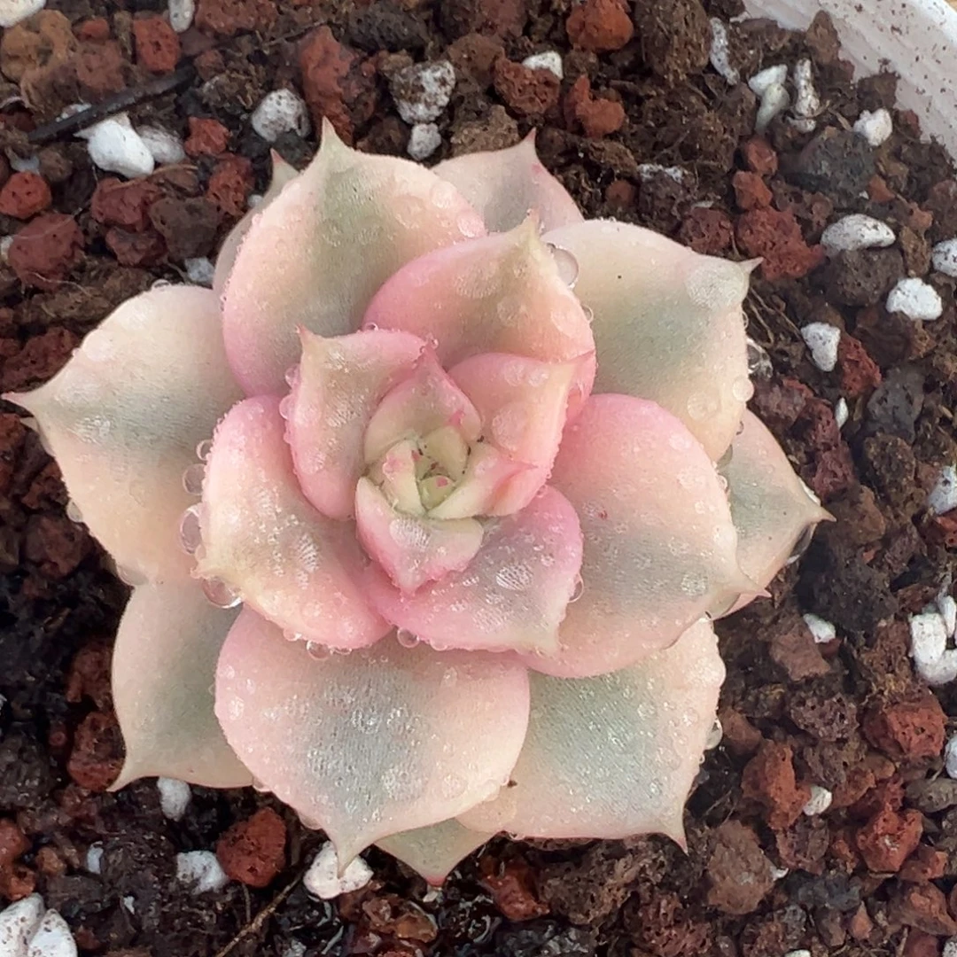 贝加尔湖锦，覆轮锦