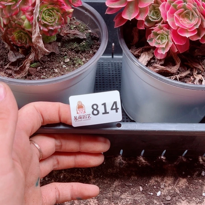 水***玲多肉植物多肉植物