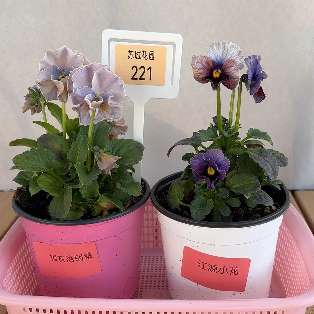 大部分开放少量花苞221