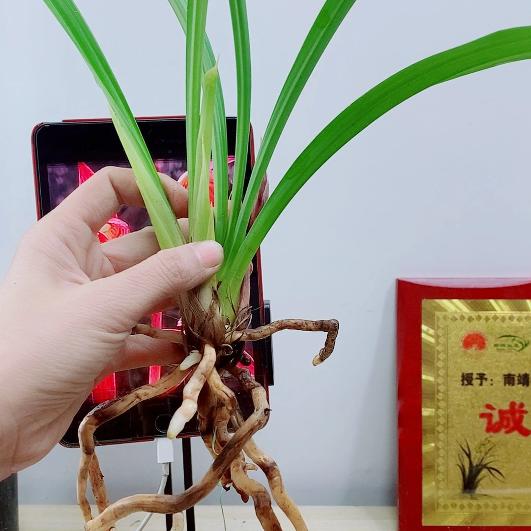 少量花朵（建议范围：2朵-5朵 或40%以下）