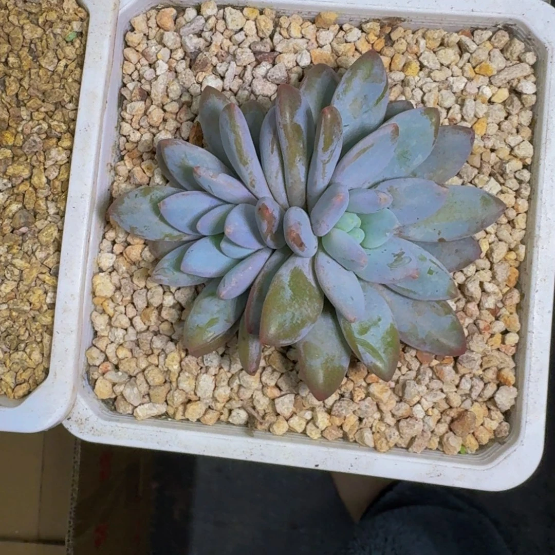 橙龙 双头 一物一拍