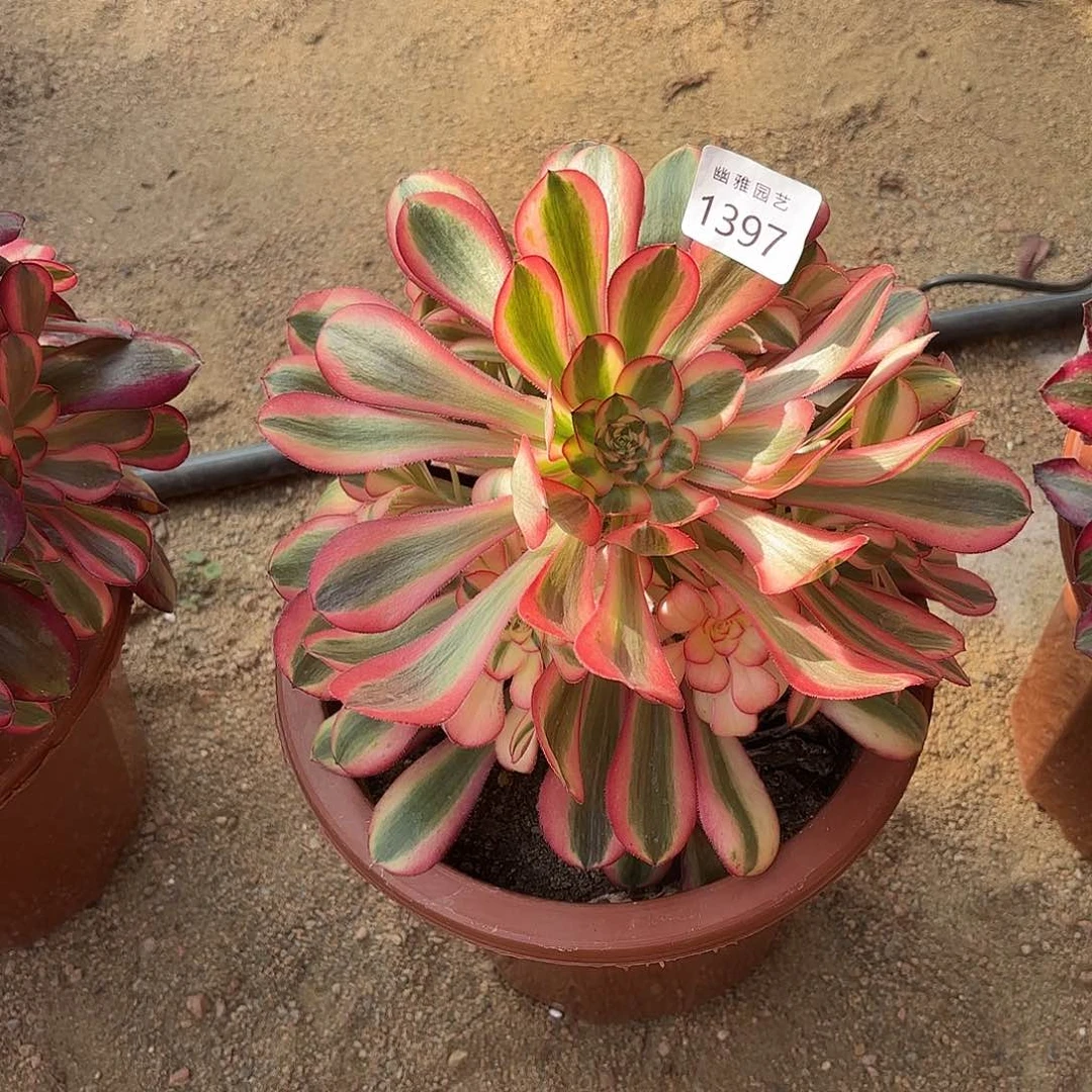 多肉法师粉体香奈儿初恋1397