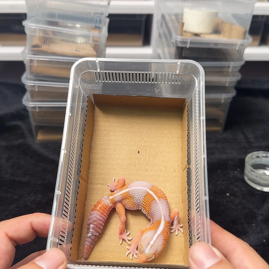 肥尾守宫超级红橘白搞起来！