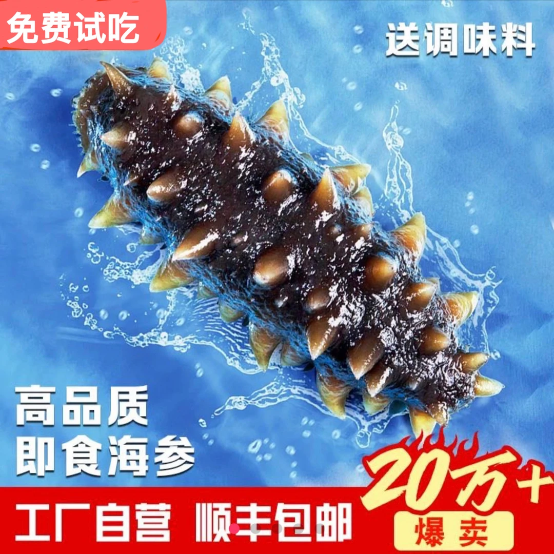 【13-15头】新号福利大连底播鲜食海参 源头工厂直发