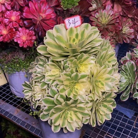 迈巴赫老桩捧花法师34