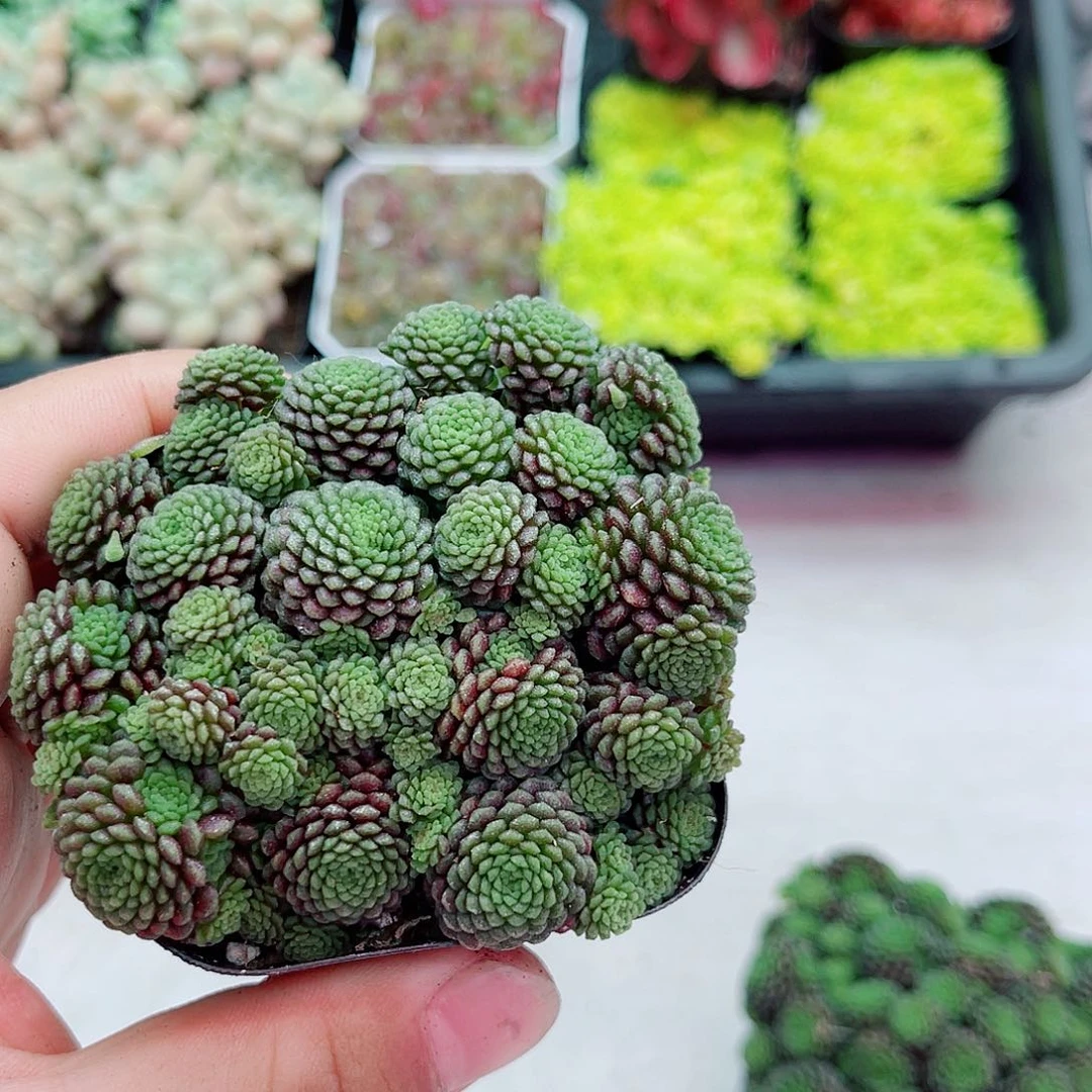 带盆魔男满9.9包邮