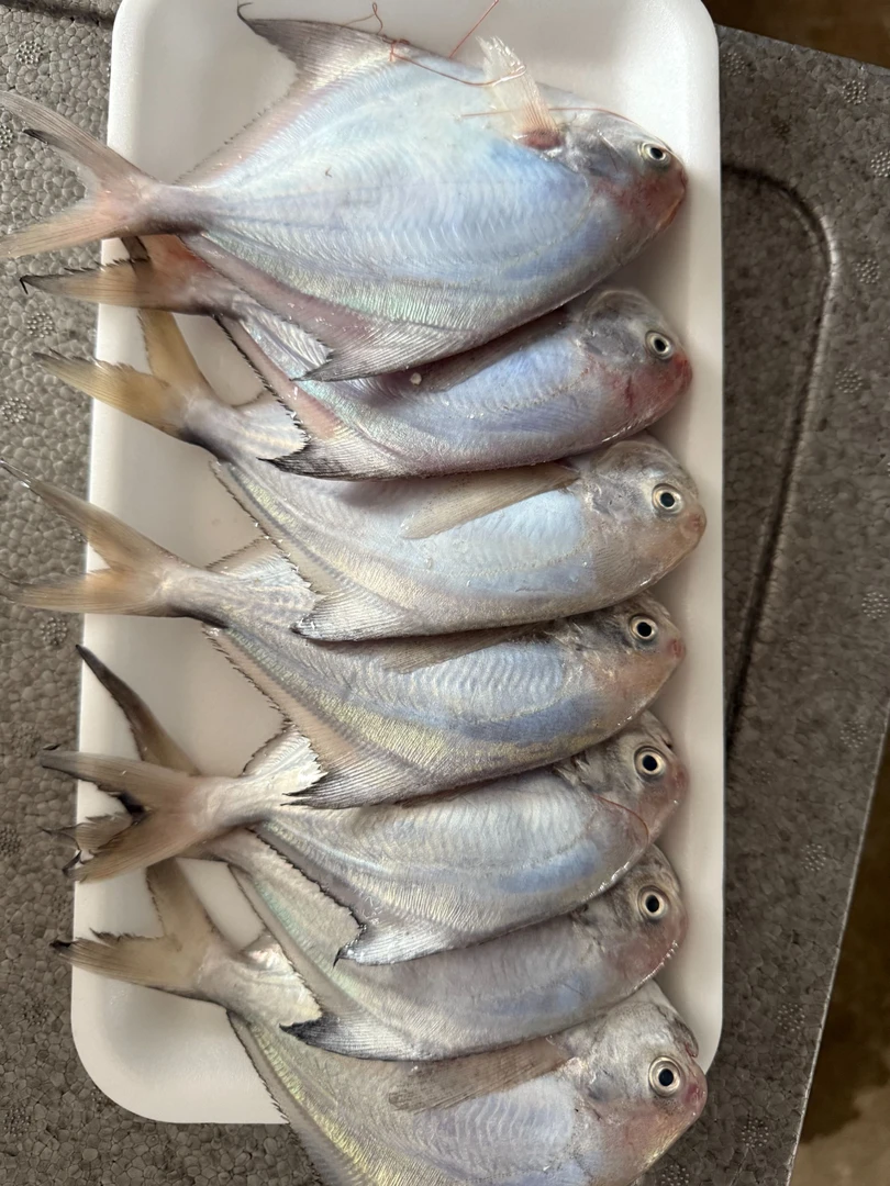 【靠岸领先粉丝专享】新鲜鲳鱼顺丰不包邮