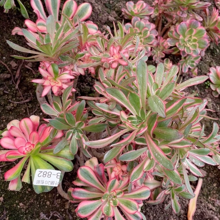 882初恋有砍1134457不包掉头