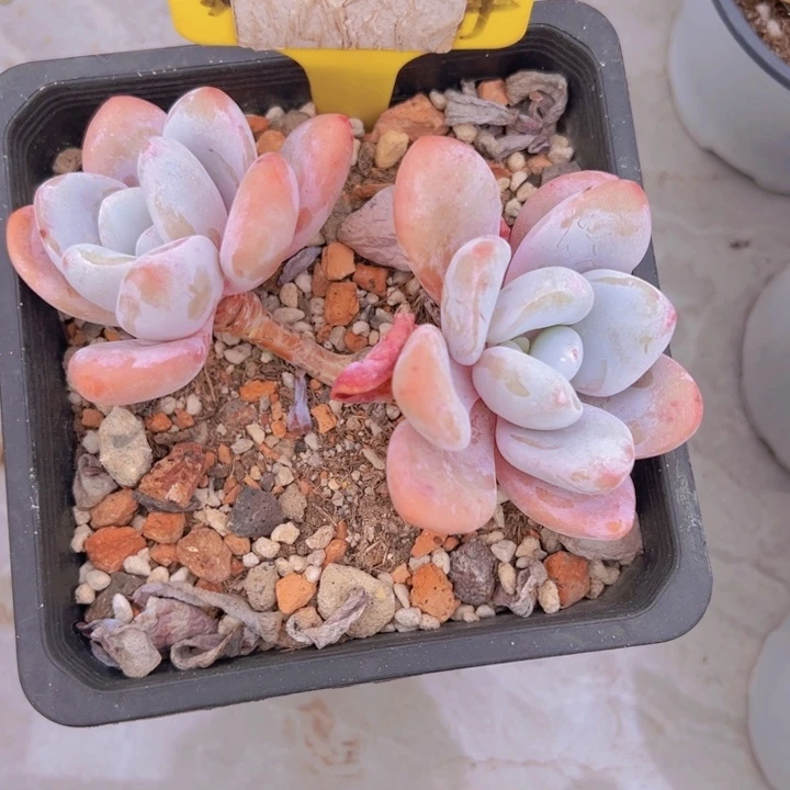 健健康康平平安安