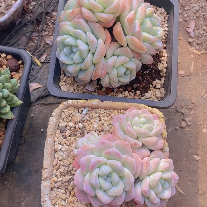 燚*多肉乐园精品冰玉