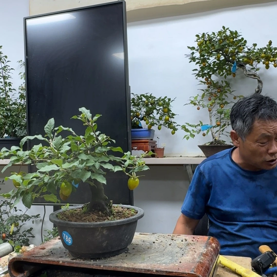 一***泪无花朵786顺丰到付不包邮