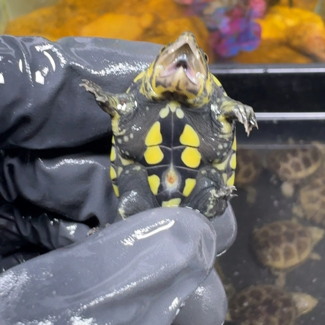 蛋龟不分公母窄桥