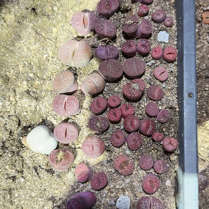 生石花1111。     200