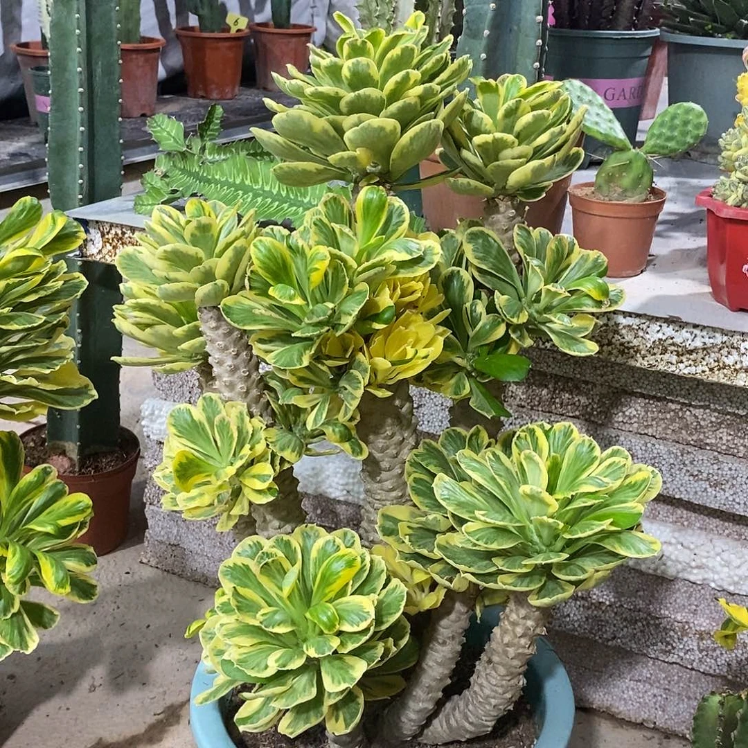 无花朵扇贝麒麟锦