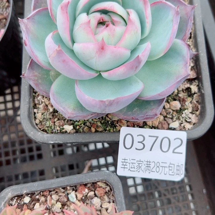 幸运儿是一位非常优秀且