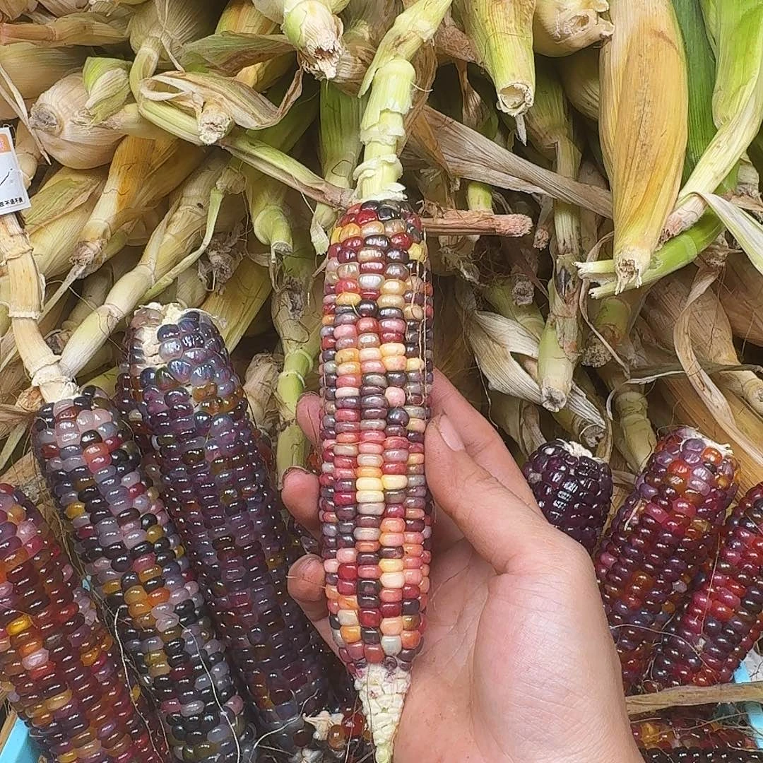 h***i梦之城梦宝1号新品