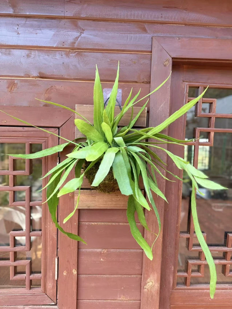 小叶昙花板植作画造型月下姬美人花量大好养活一物一拍不包叶损