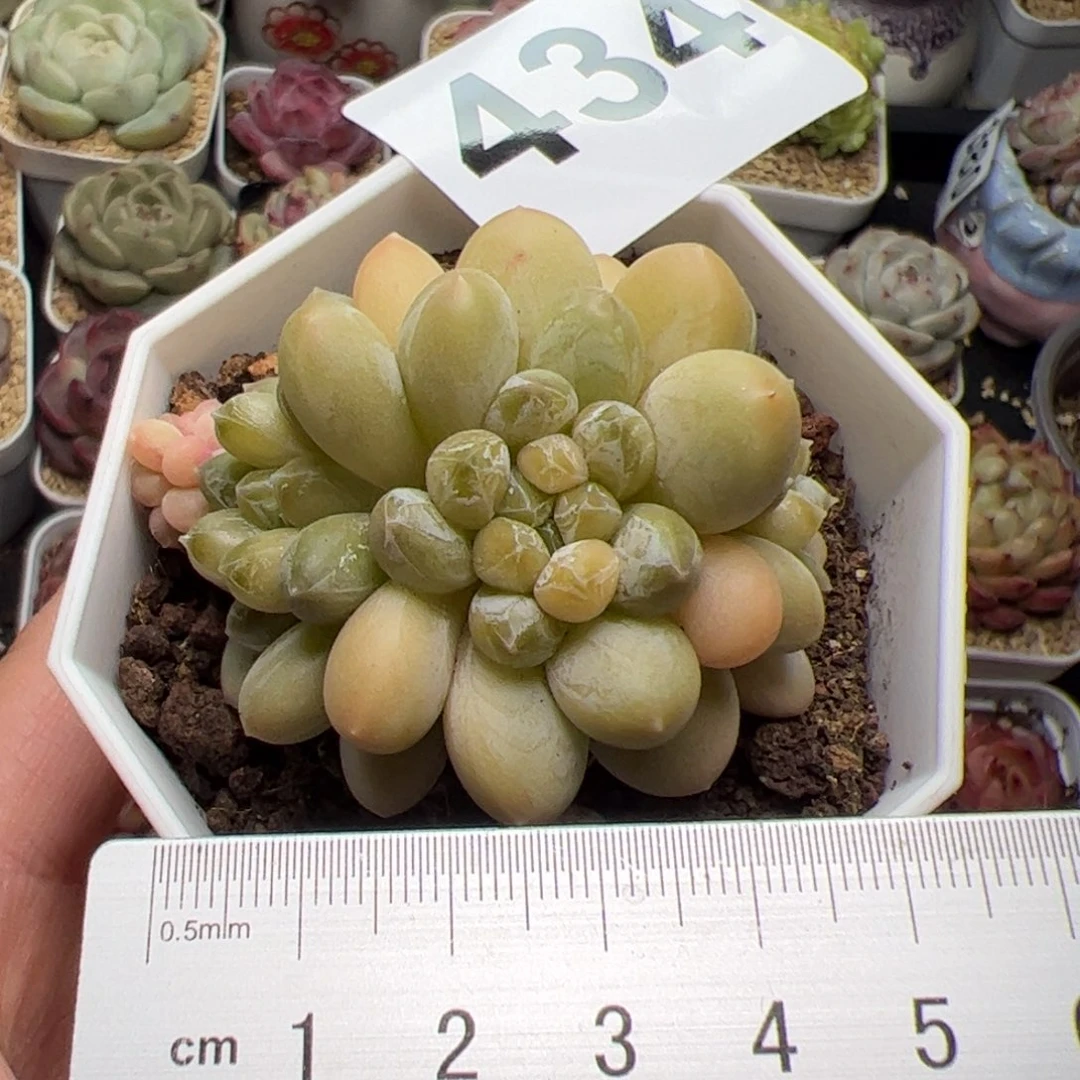 434 多肉植物组合盆栽