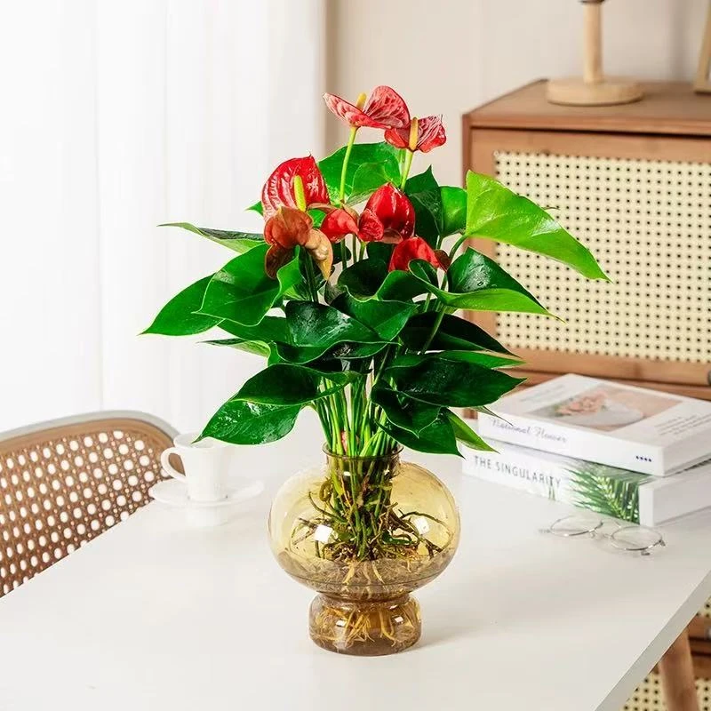 带花发货水培红掌室内盆栽好养易活绿植花卉
