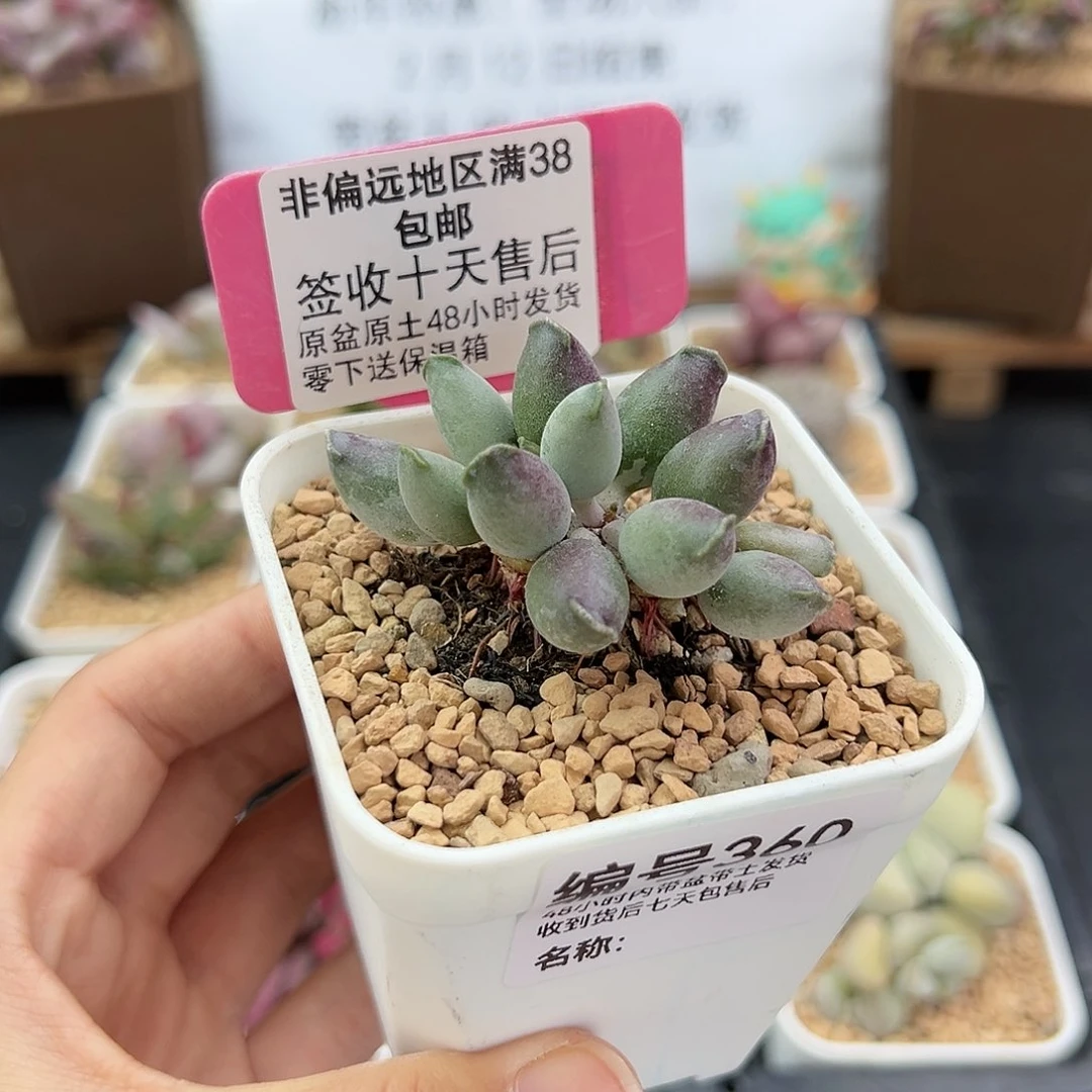 小****r360艺妓海豹多肉