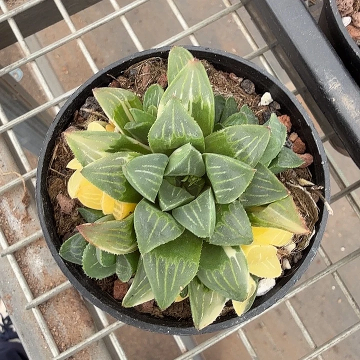 玉露锦多头7仙人球