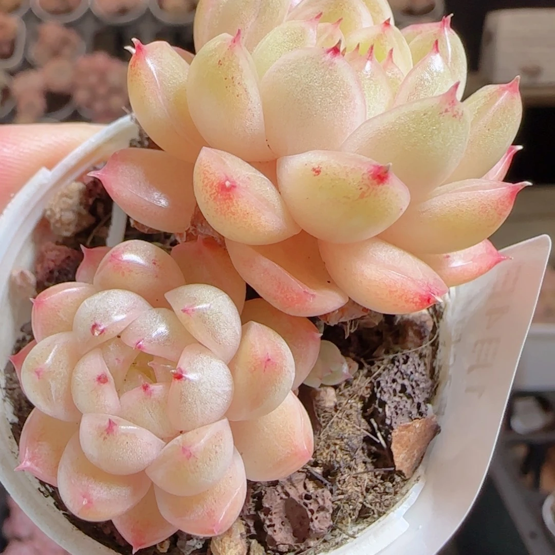 花语多肉0104-42散