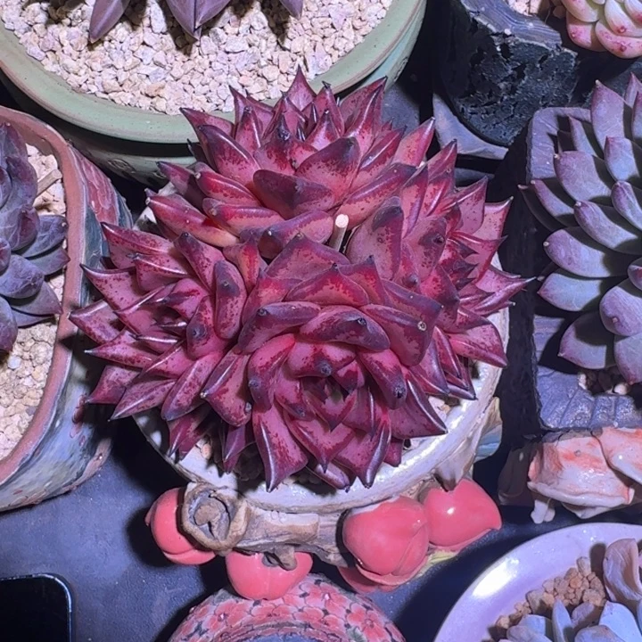 血罗 4头 一物一拍