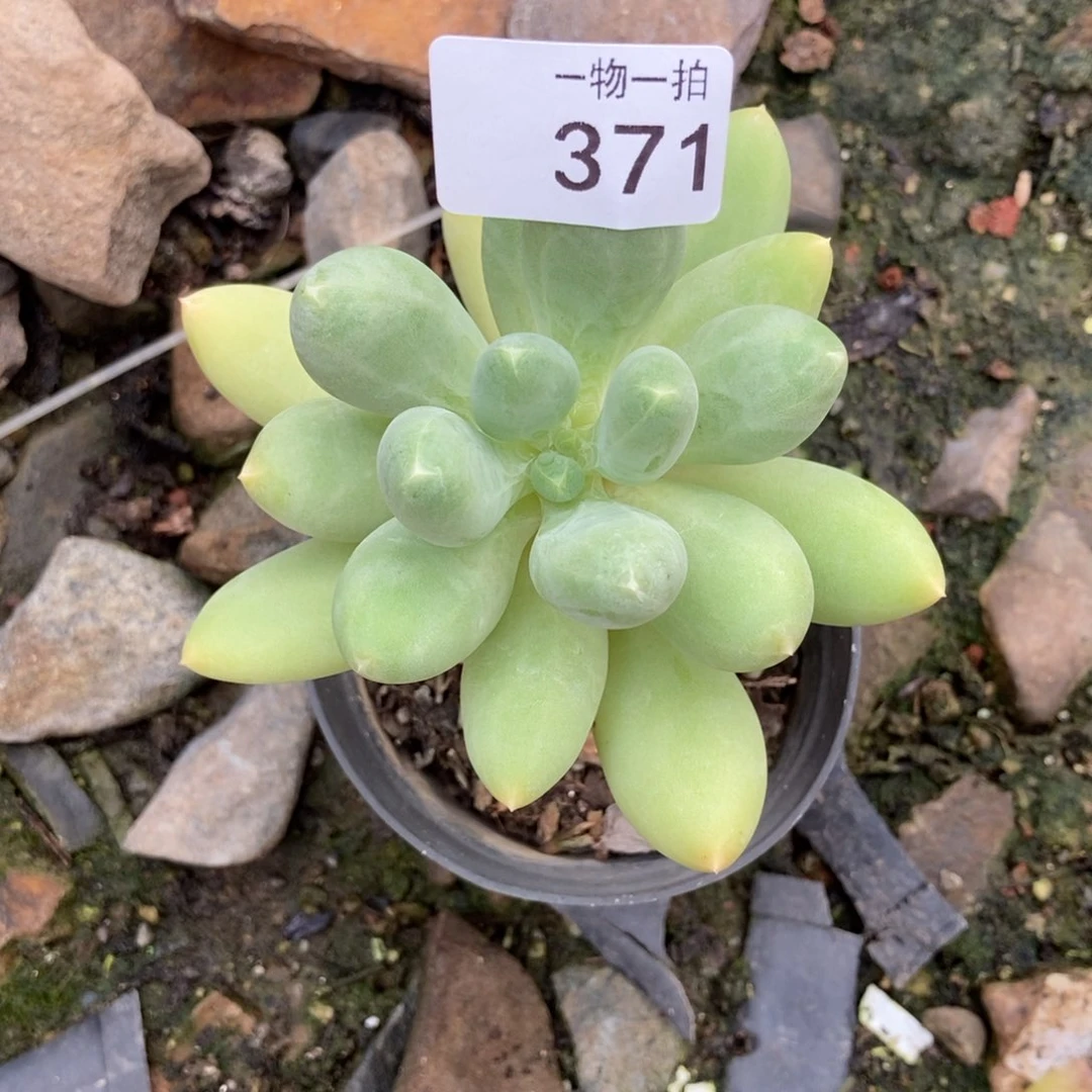 南***。371号 一物一拍 一物一拍