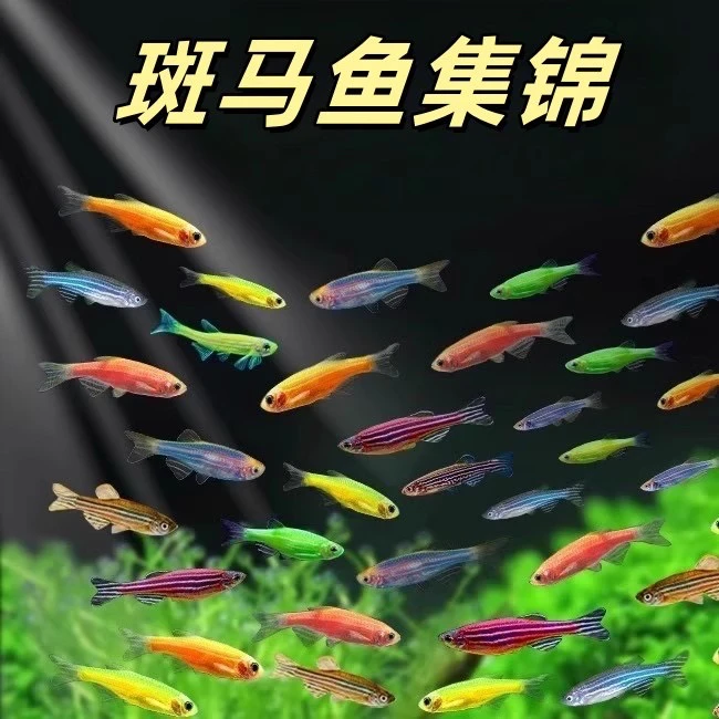 20条热带鱼七彩小型斑马鱼大号淡水观赏鱼耐活耐养自来水家养活体