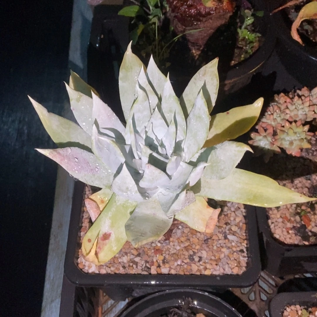 雪山多肉植物啦啦啦