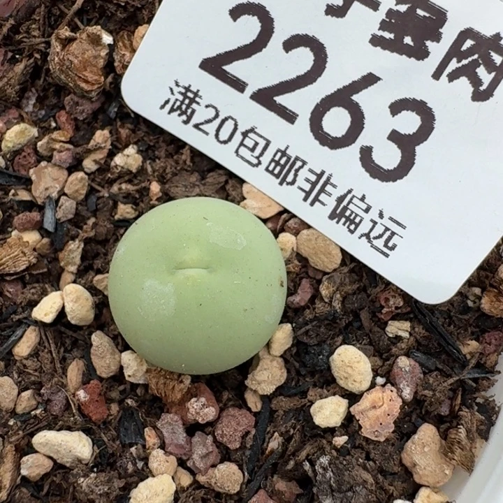 2263鸽子蛋带盆发货8888