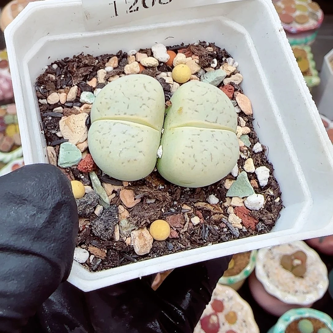 生石花满18包邮1208-51