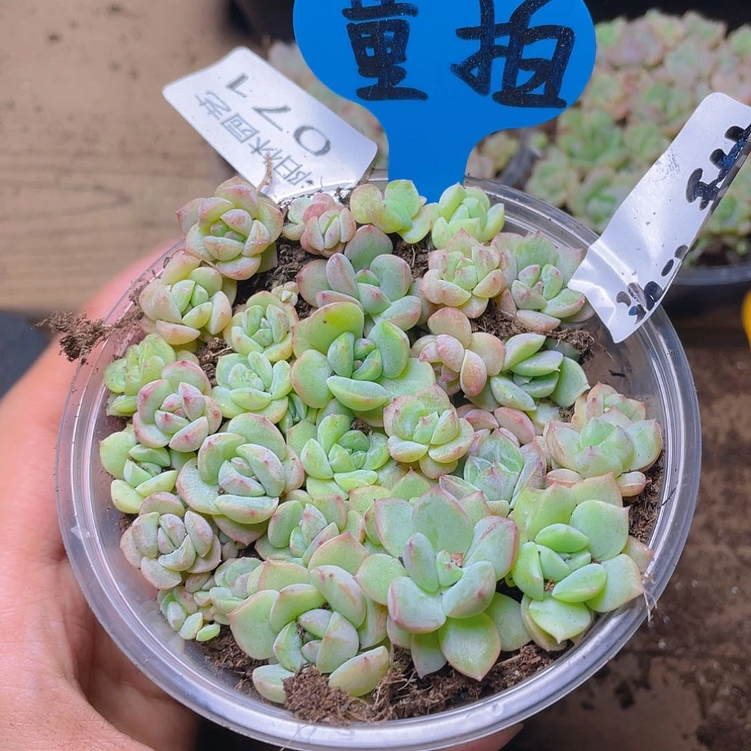 量拍多肉植物多肉植物71