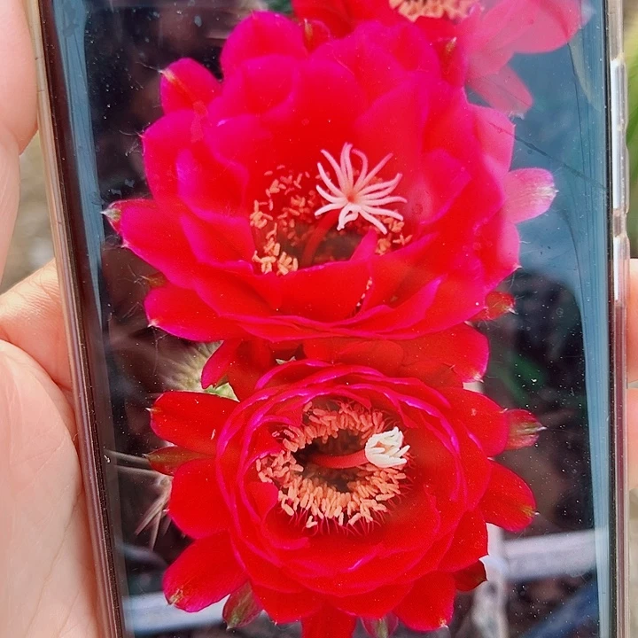 毛花柱  樱桃红   15公分左右